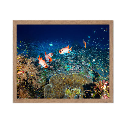 Reef Life No 2