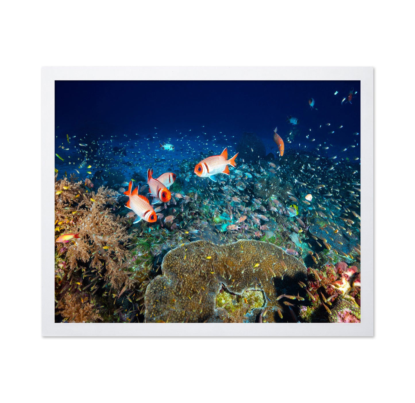 Reef Life No 2