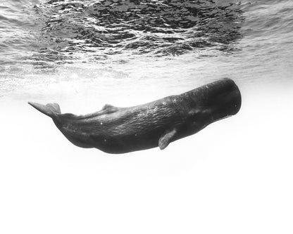 Sperm Whale Underwater