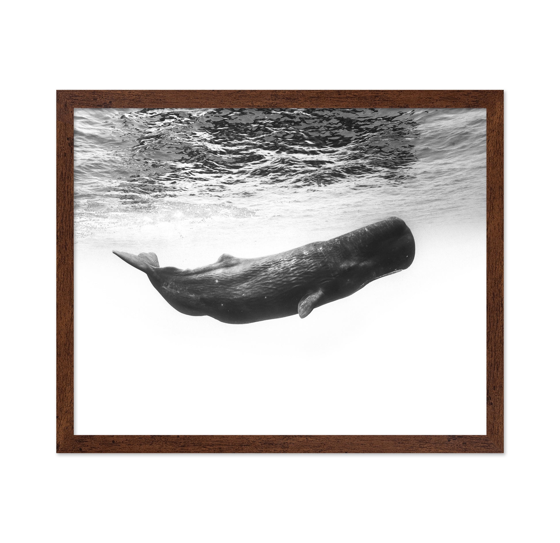 Sperm Whale Underwater
