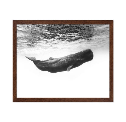 Sperm Whale Underwater