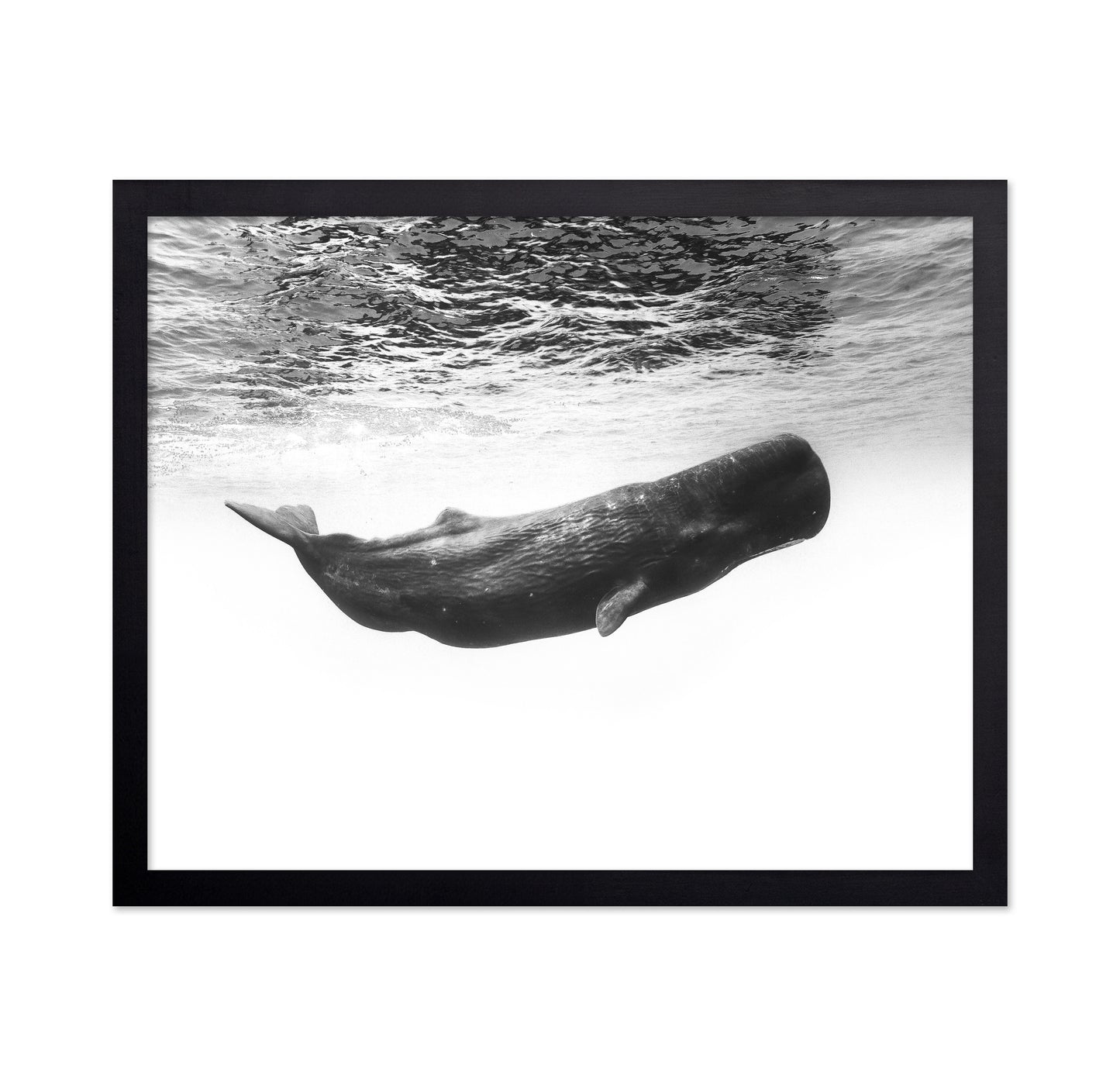 Sperm Whale Underwater