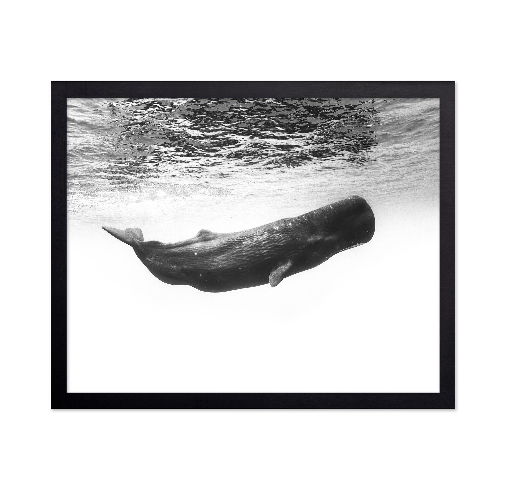 Sperm Whale Underwater