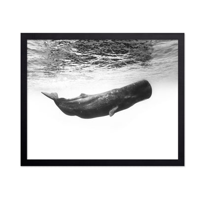 Sperm Whale Underwater