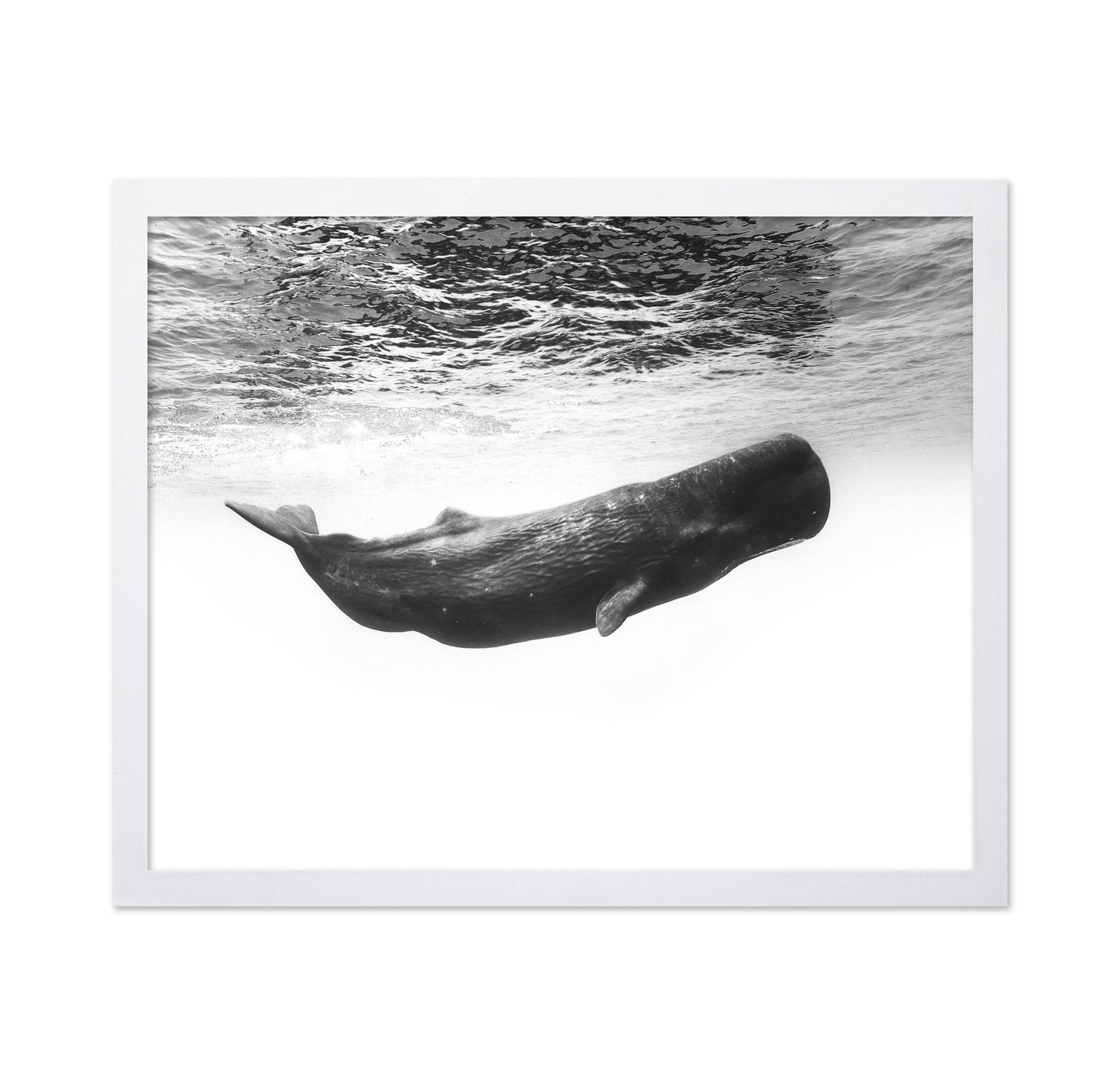 Sperm Whale Underwater