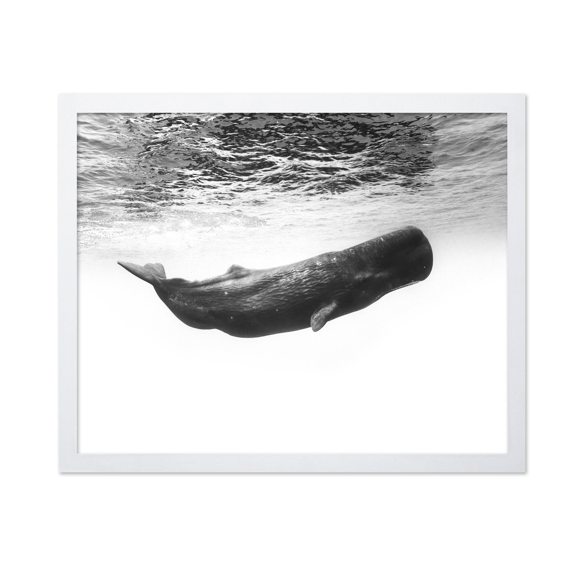 Sperm Whale Underwater