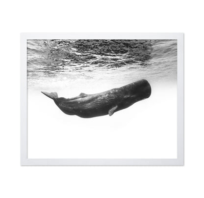 Sperm Whale Underwater
