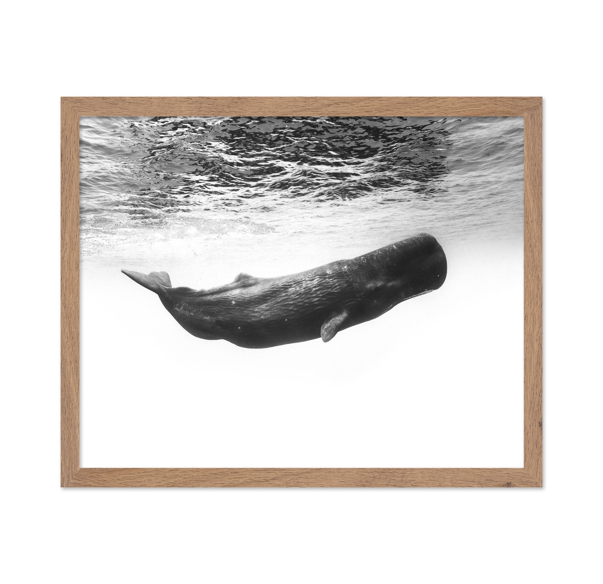 Sperm Whale Underwater