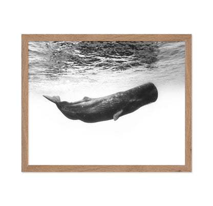 Sperm Whale Underwater