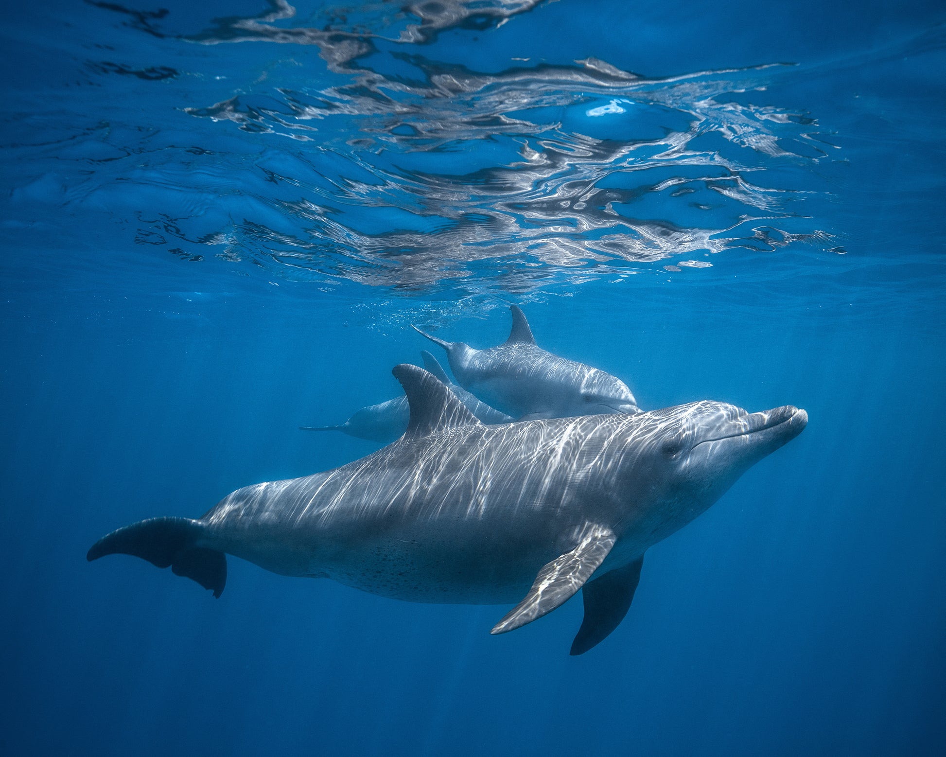 Pod Of Dolphin