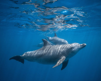 Pod Of Dolphin