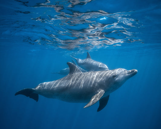 Pod Of Dolphin