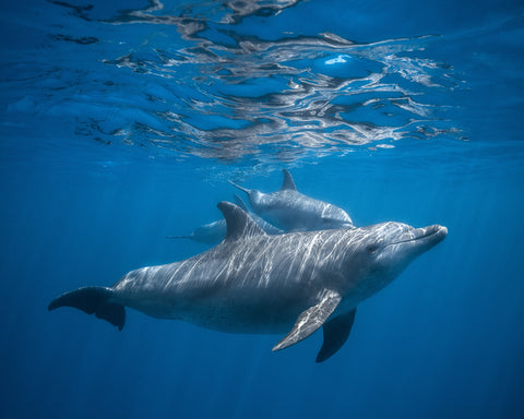 Pod Of Dolphin
