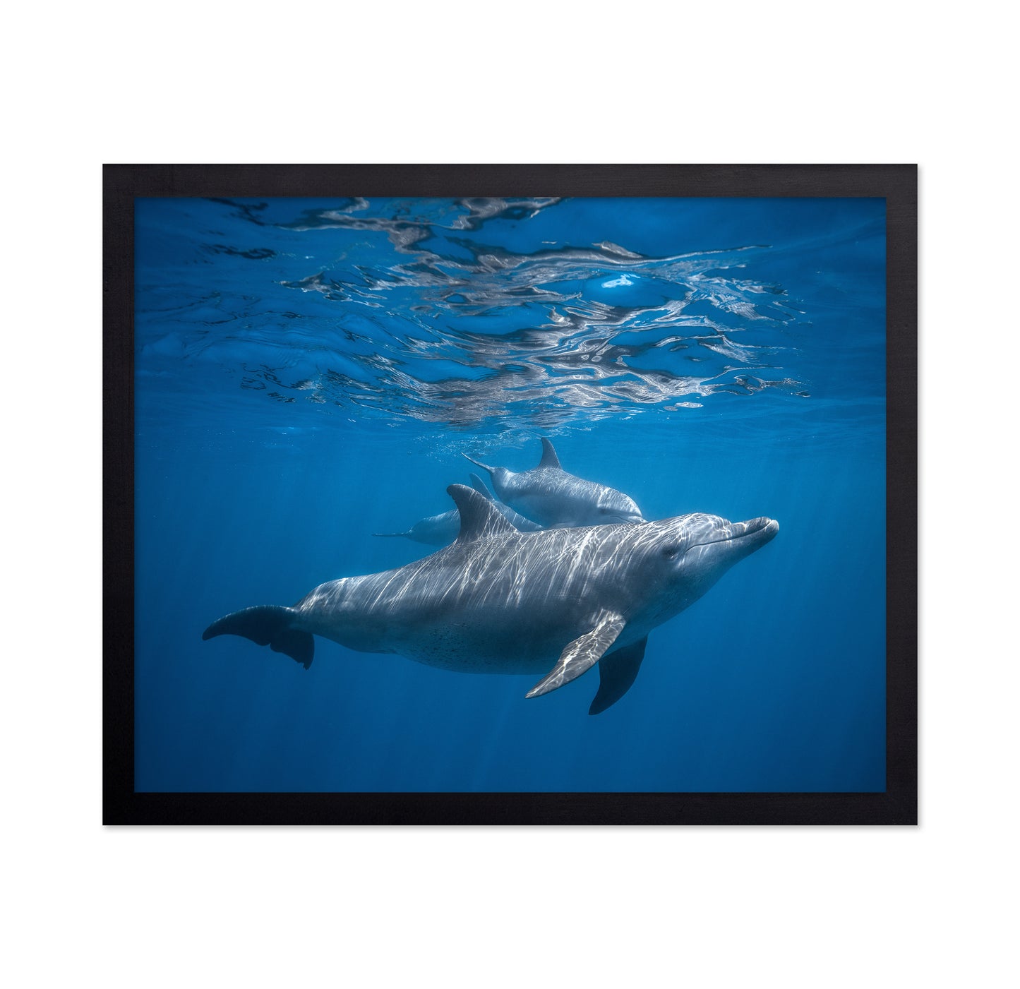 Pod Of Dolphin