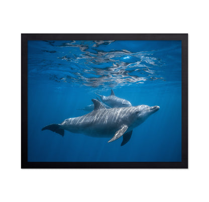 Pod Of Dolphin