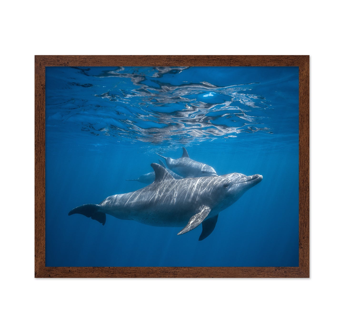 Pod Of Dolphin