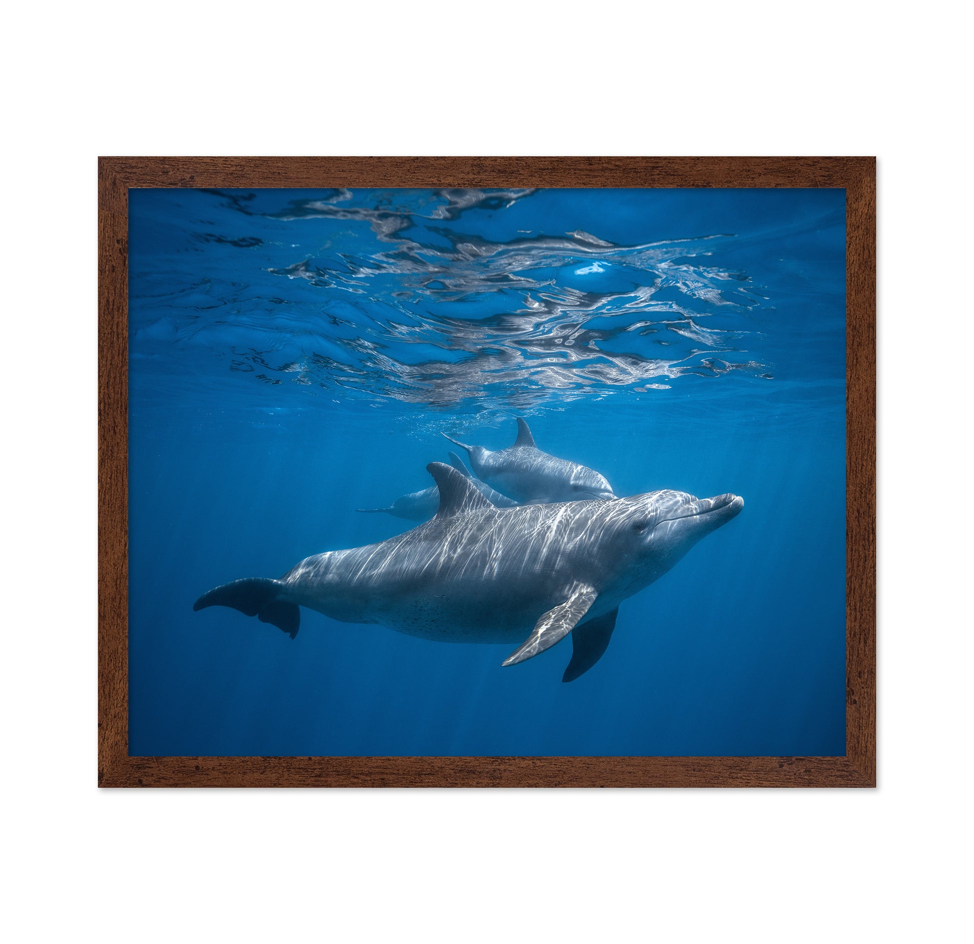 Pod Of Dolphin