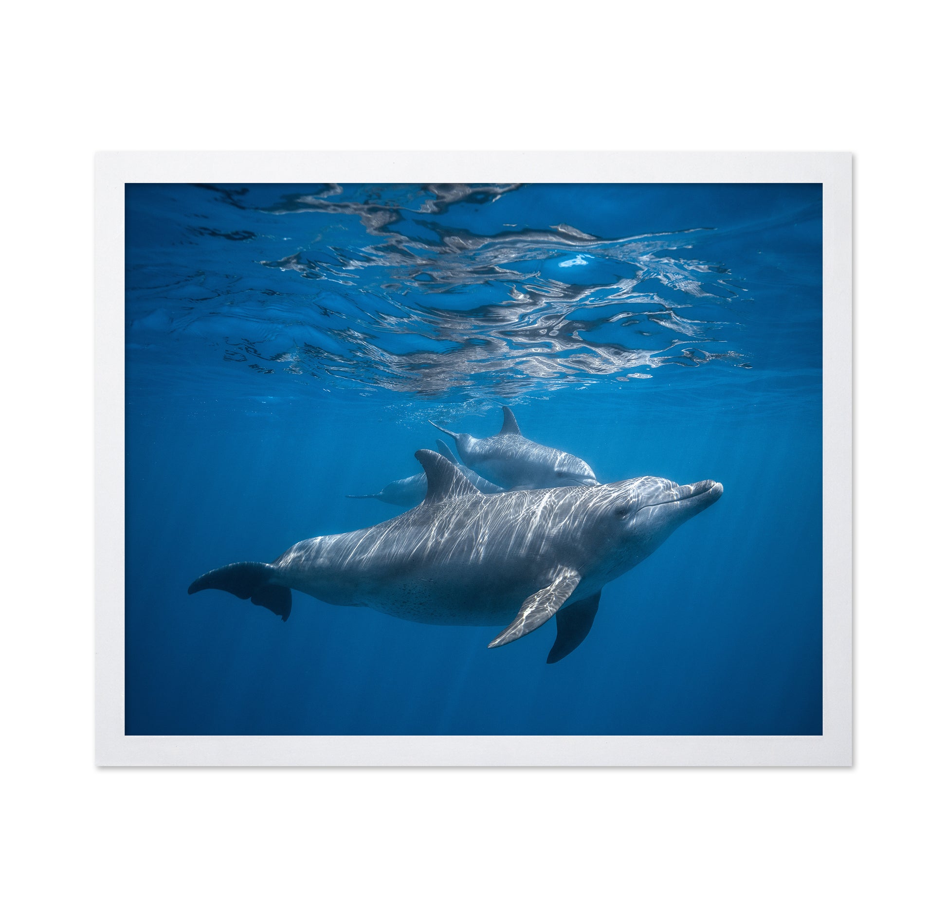 Pod Of Dolphin
