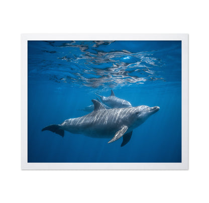 Pod Of Dolphin