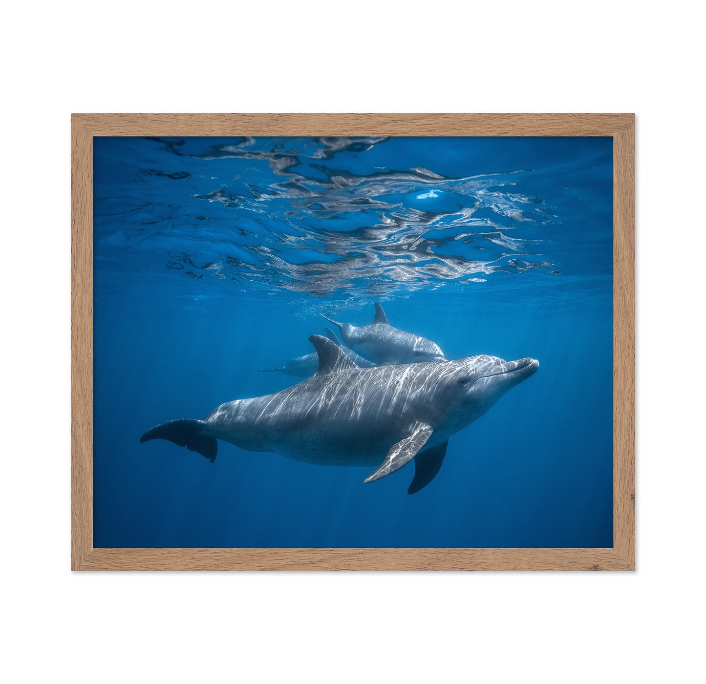 Pod Of Dolphin
