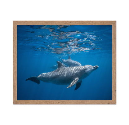 Pod Of Dolphin