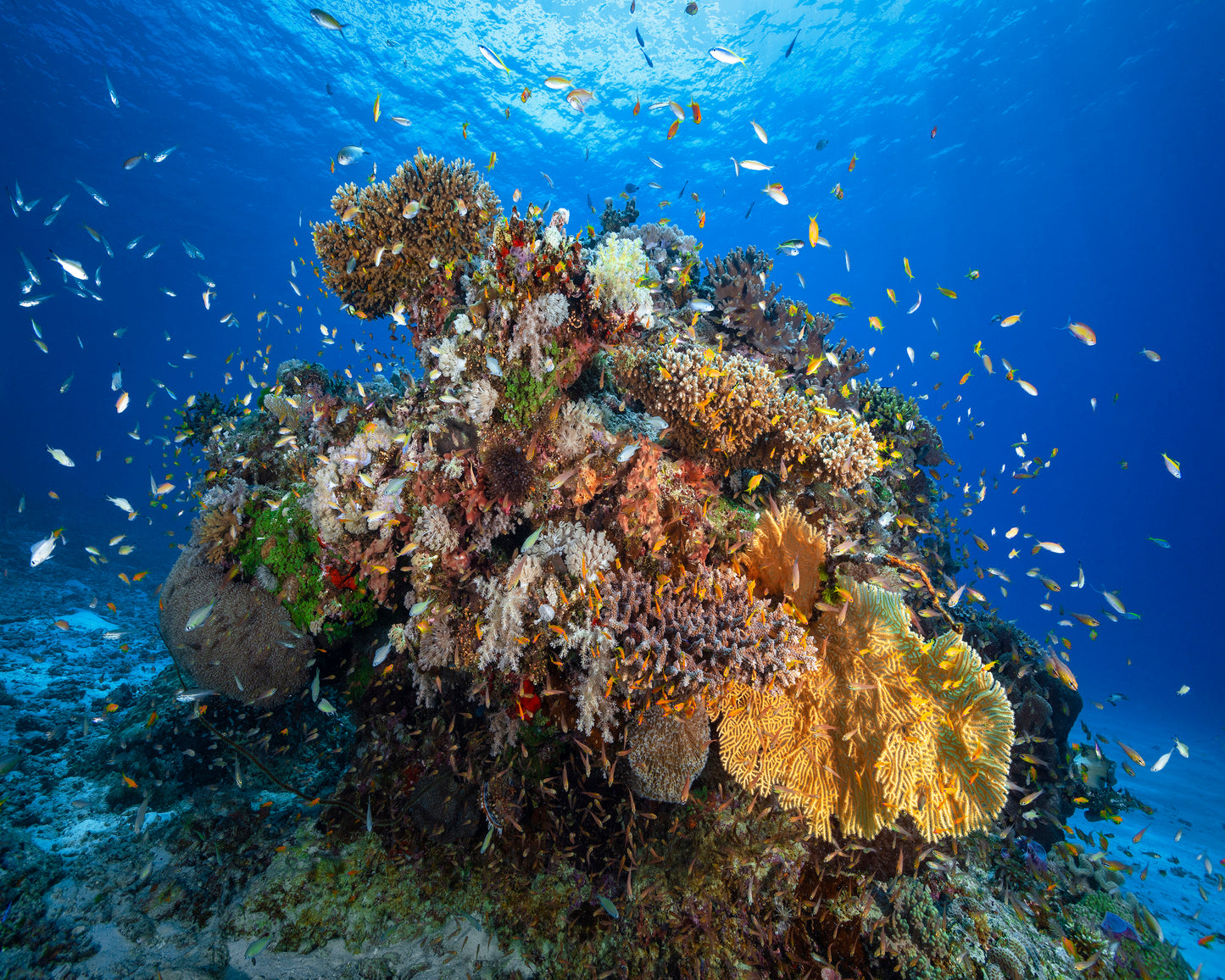 Underwater Biodiversity