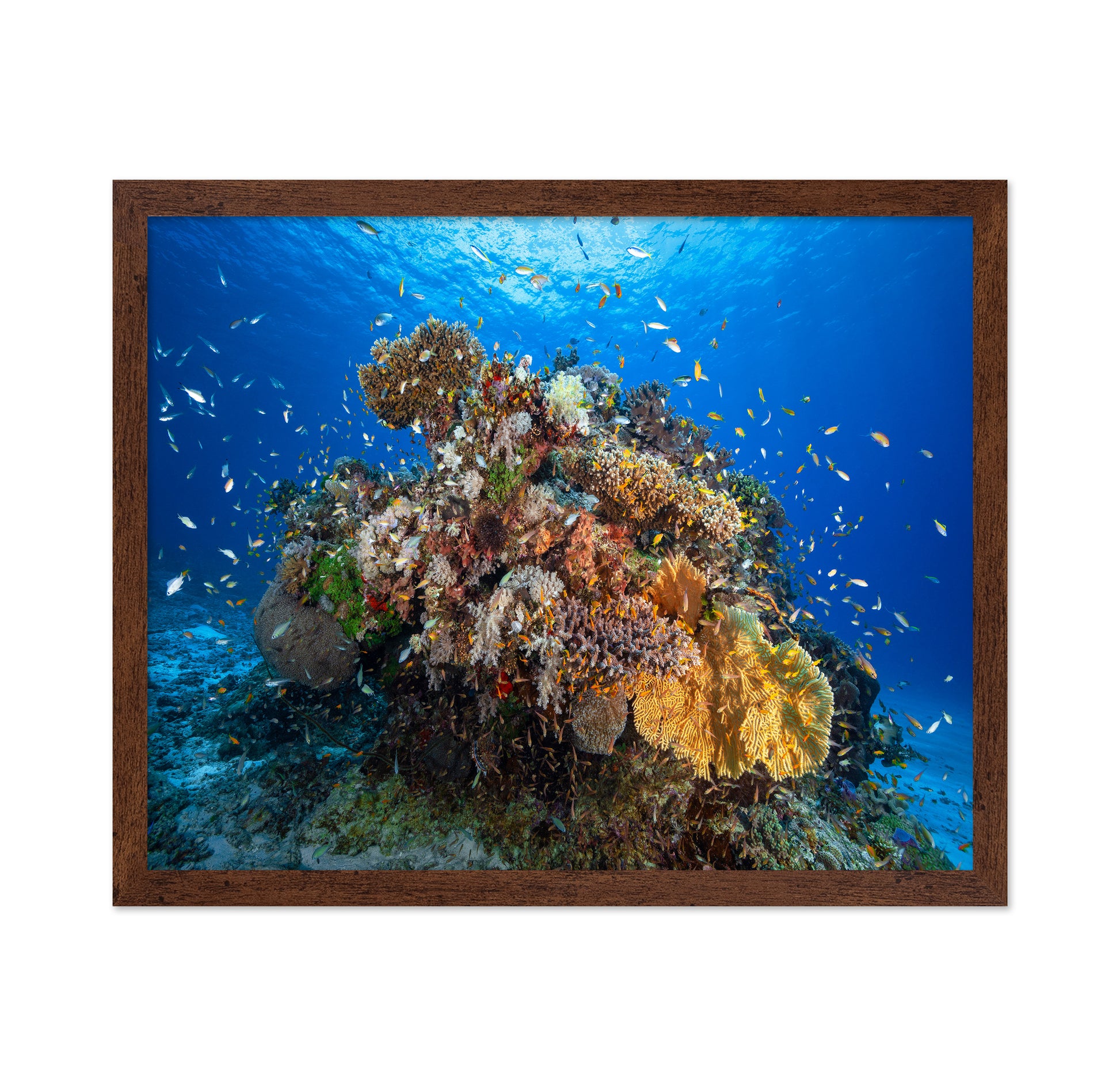 Underwater Biodiversity