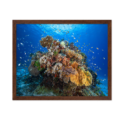 Underwater Biodiversity