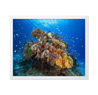 Underwater Biodiversity