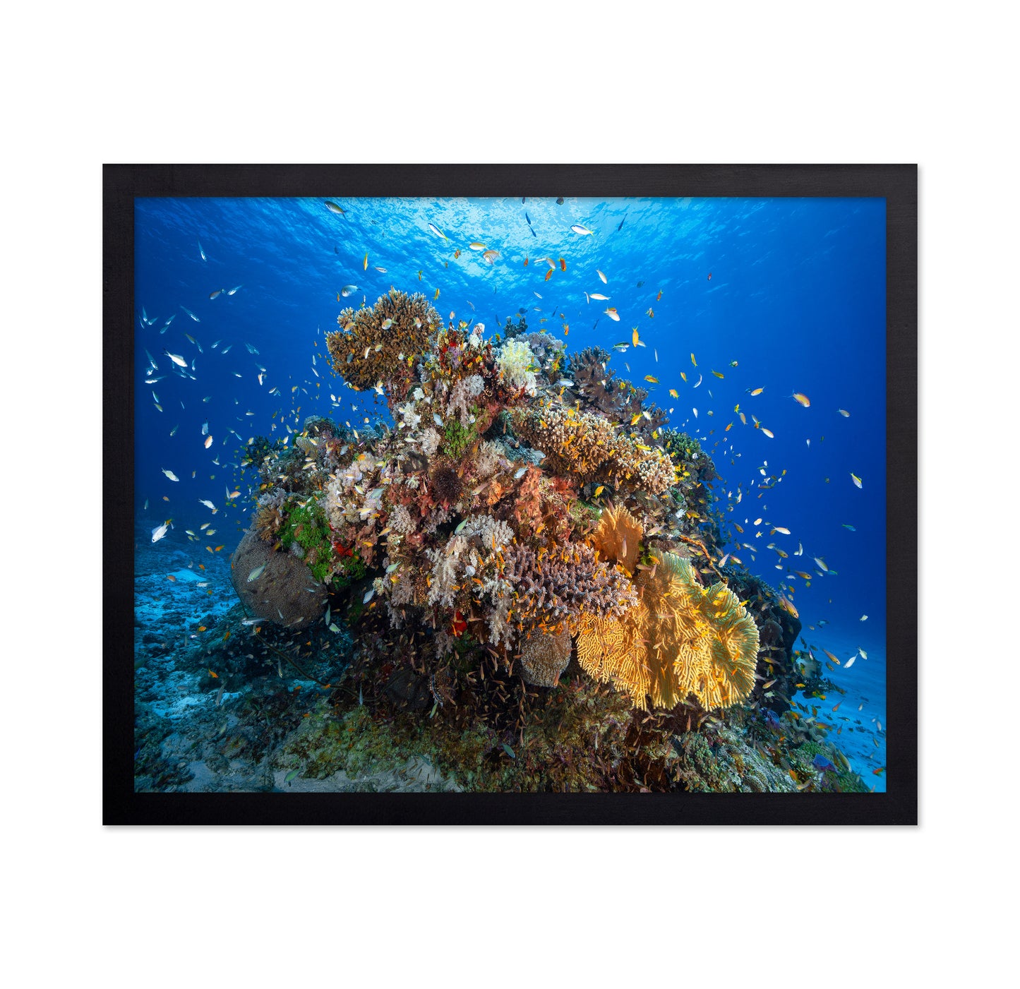 Underwater Biodiversity