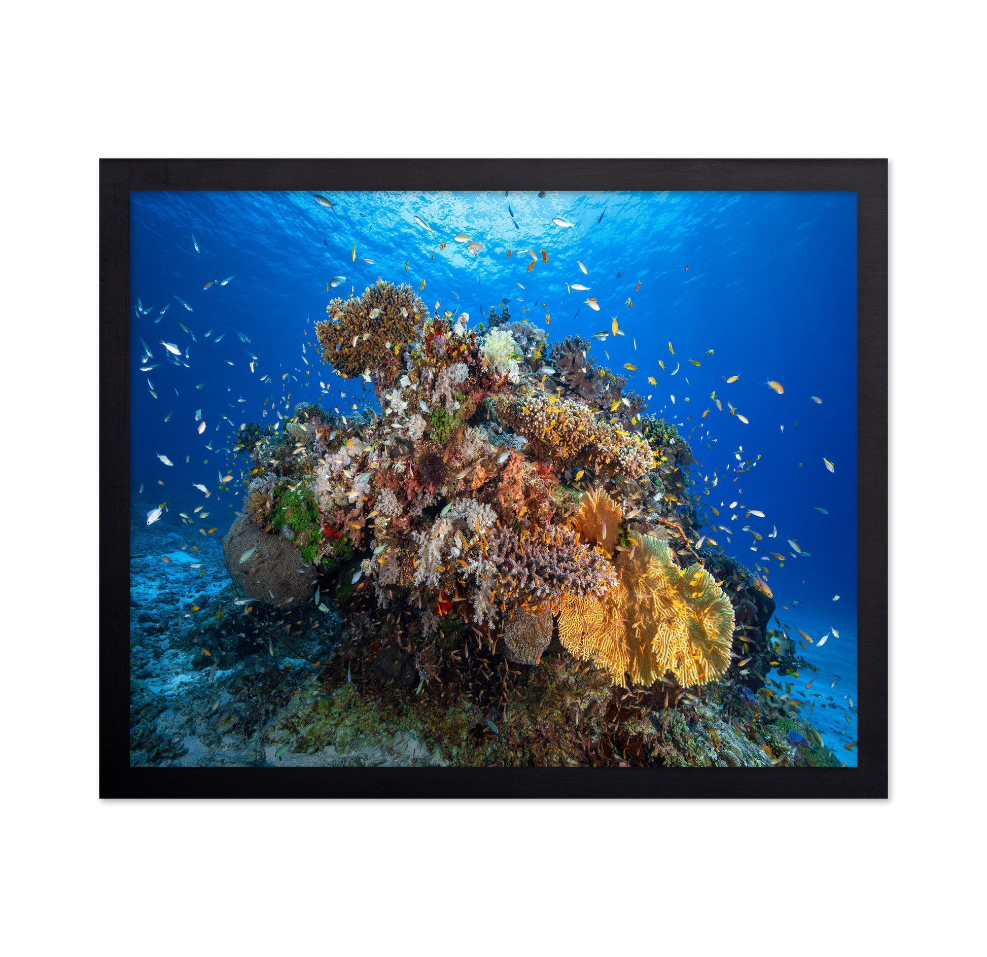 Underwater Biodiversity