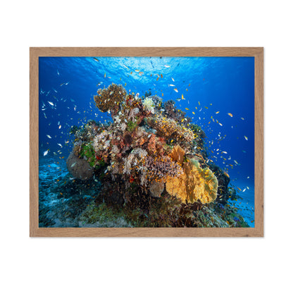 Underwater Biodiversity