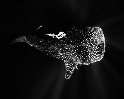 Black And Whale Shark