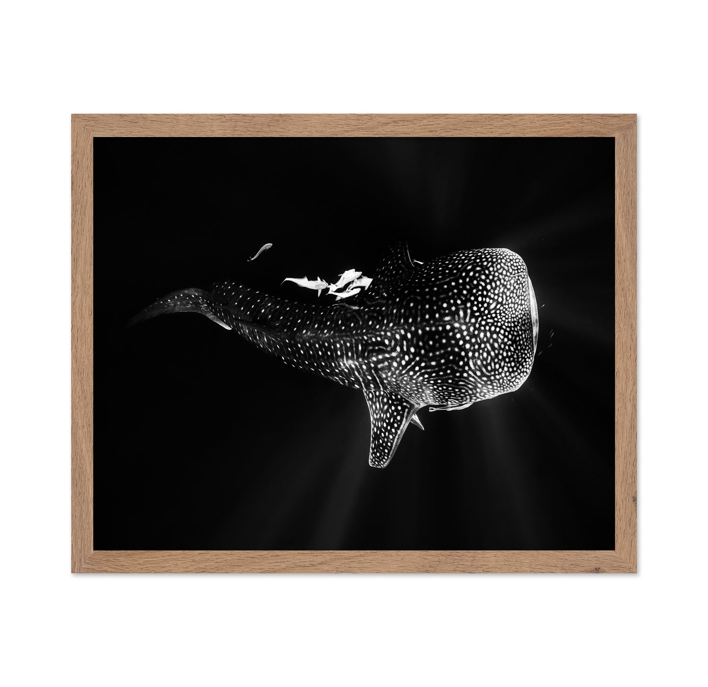 Black And Whale Shark