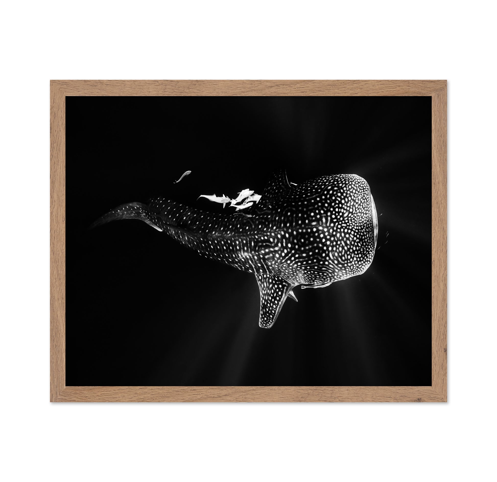 Black And Whale Shark