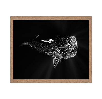 Black And Whale Shark
