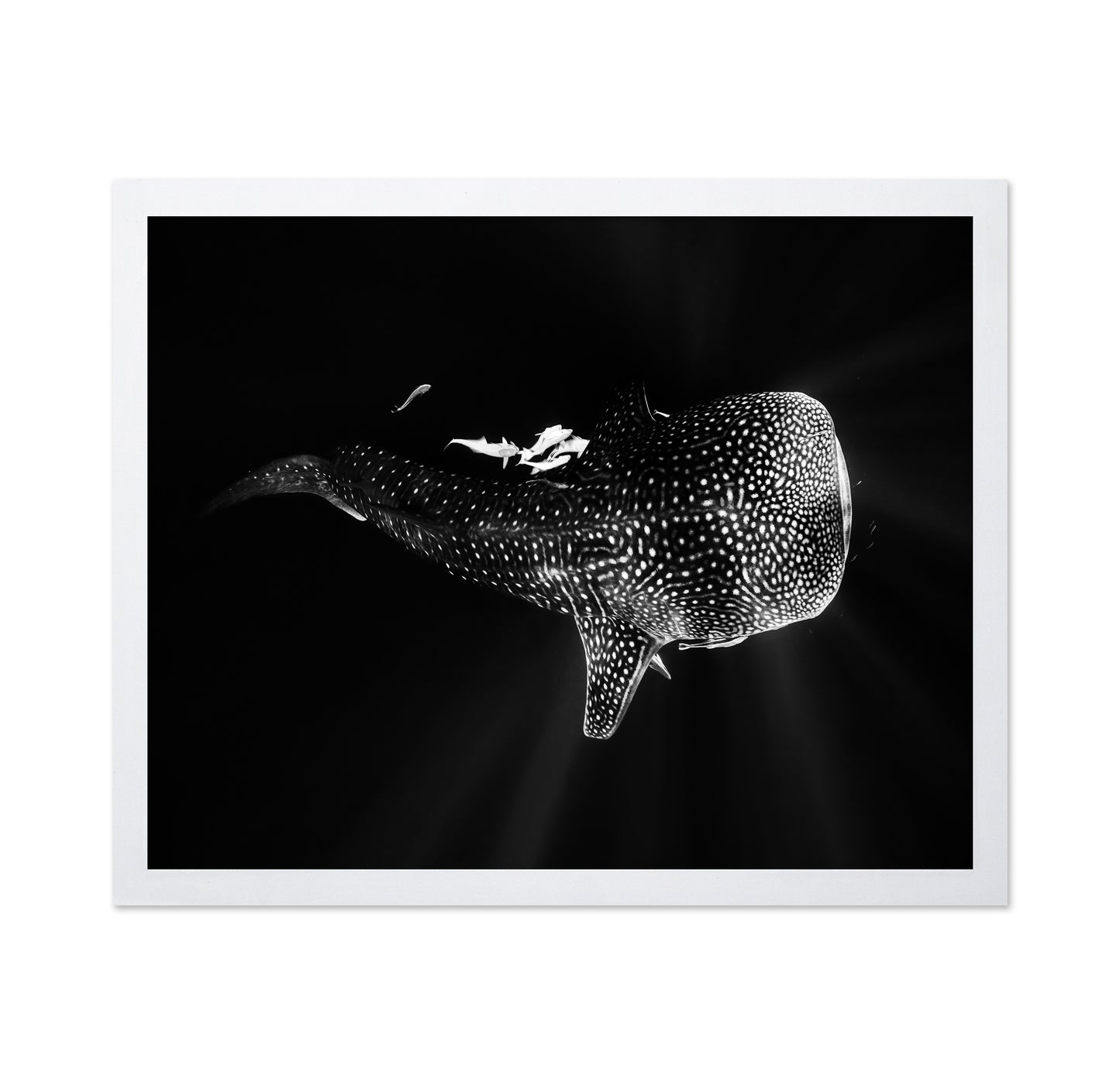 Black And Whale Shark