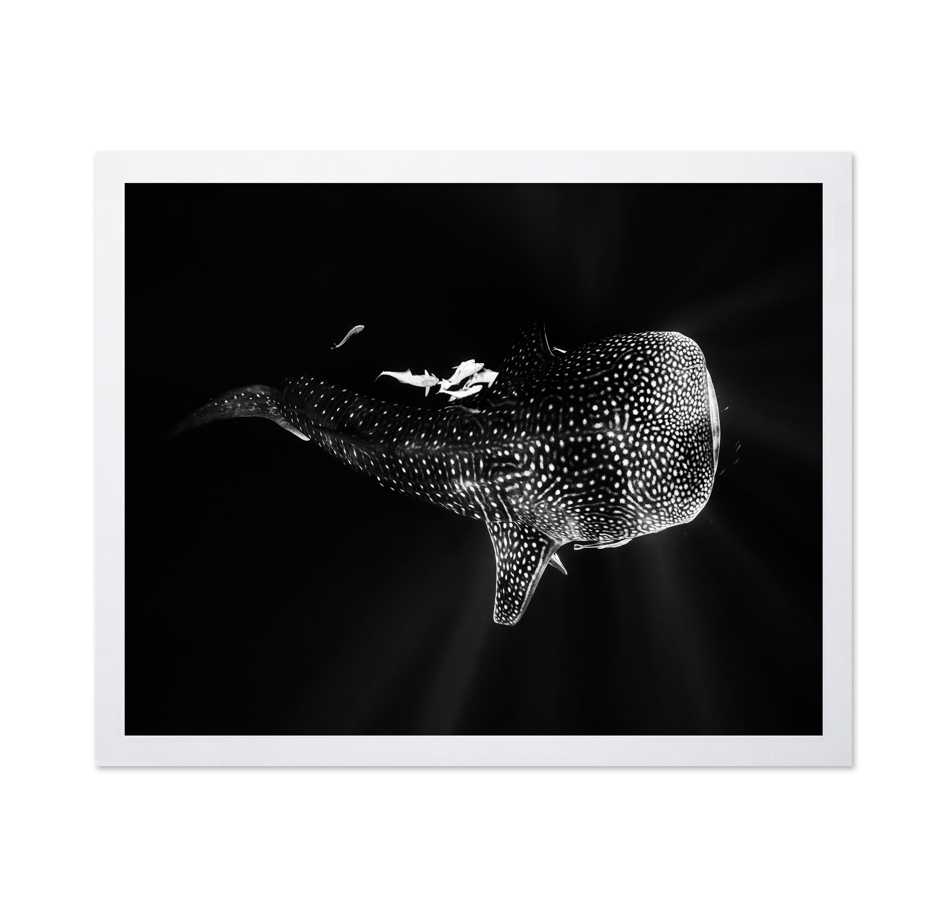 Black And Whale Shark