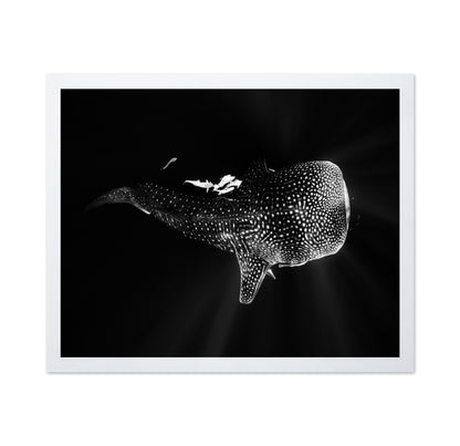 Black And Whale Shark
