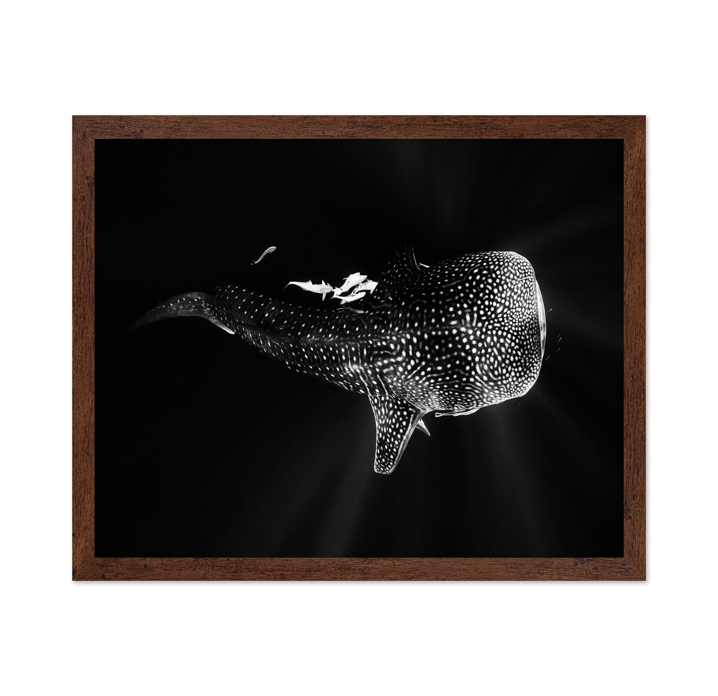 Black And Whale Shark