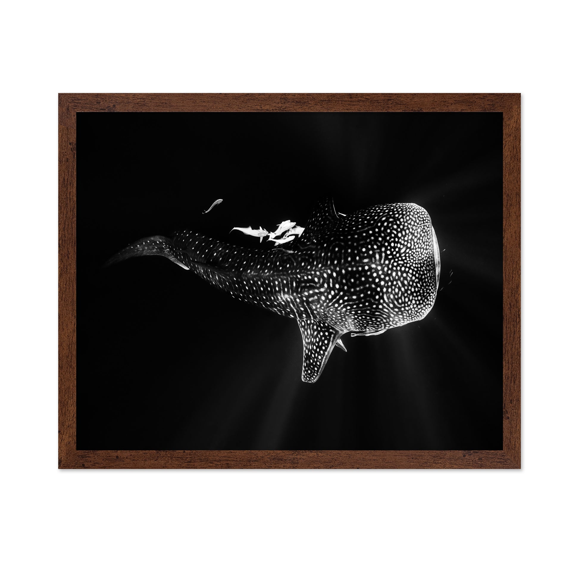 Black And Whale Shark