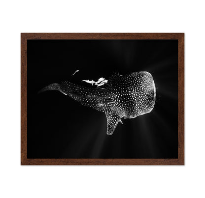 Black And Whale Shark
