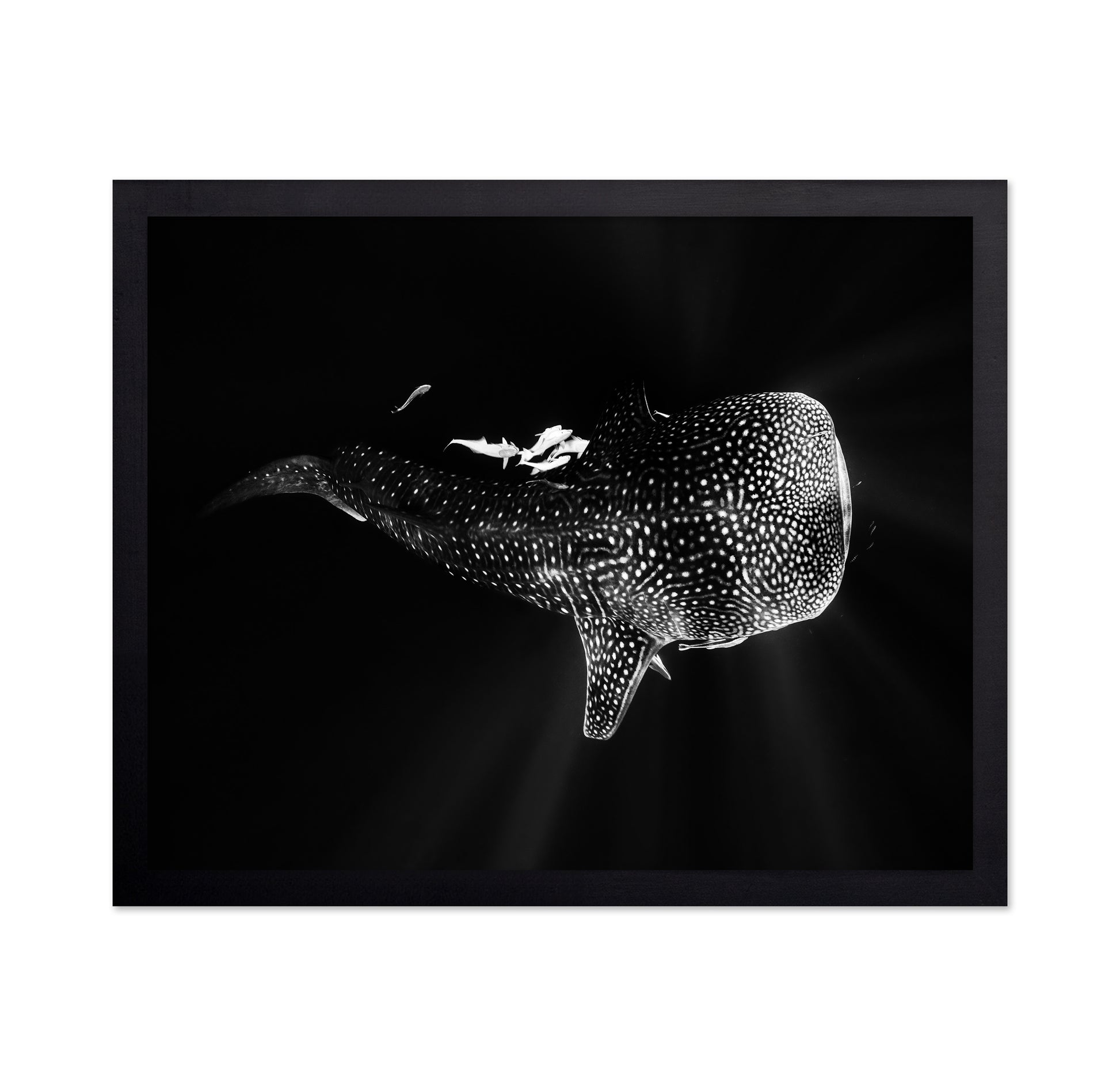 Black And Whale Shark