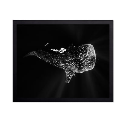Black And Whale Shark