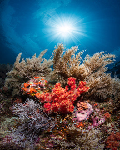 Underwater Garden