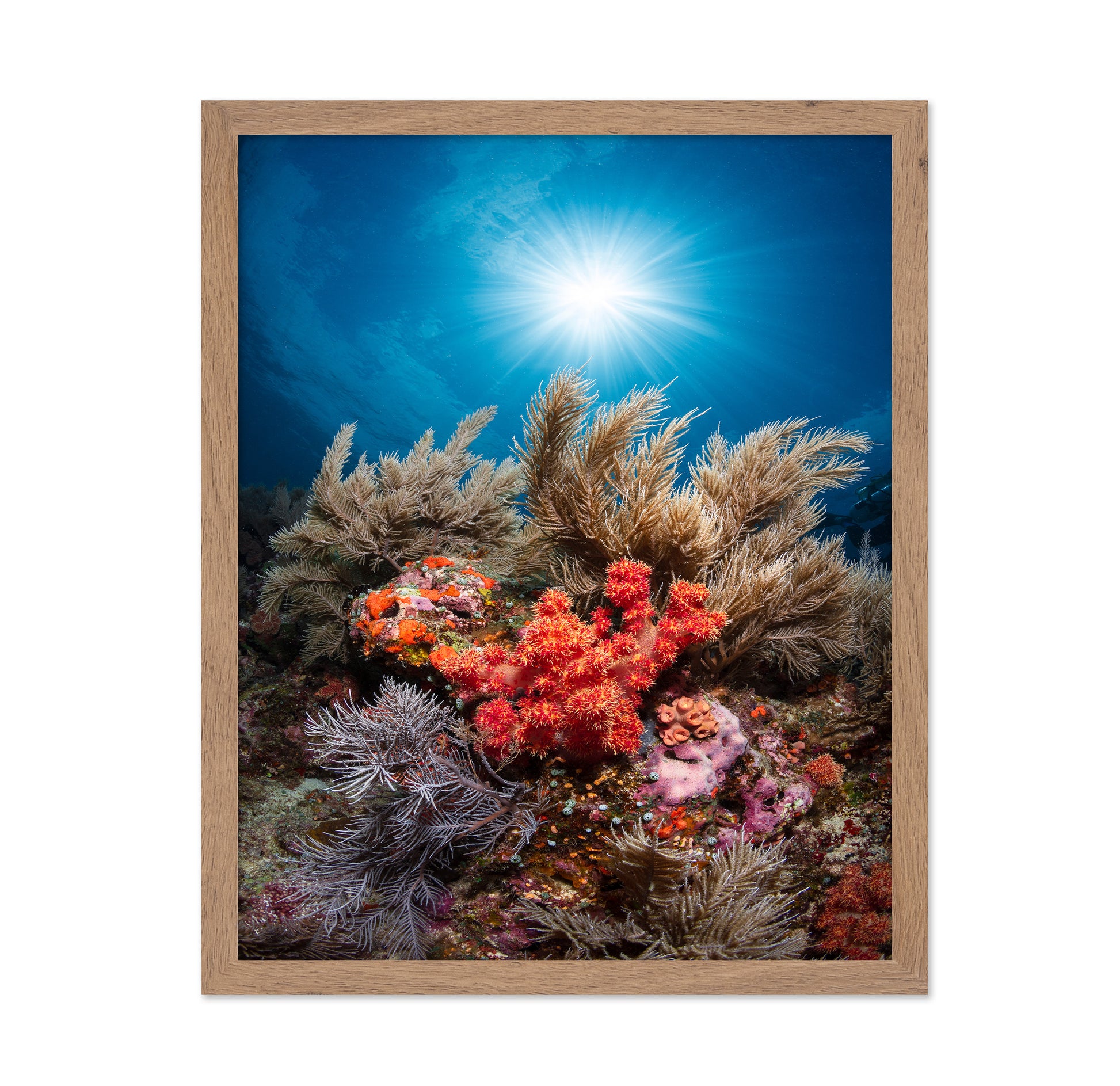 Underwater Garden