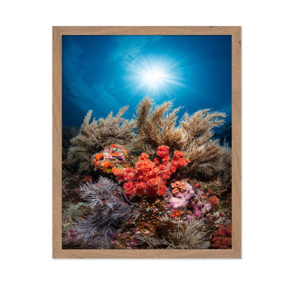 Underwater Garden