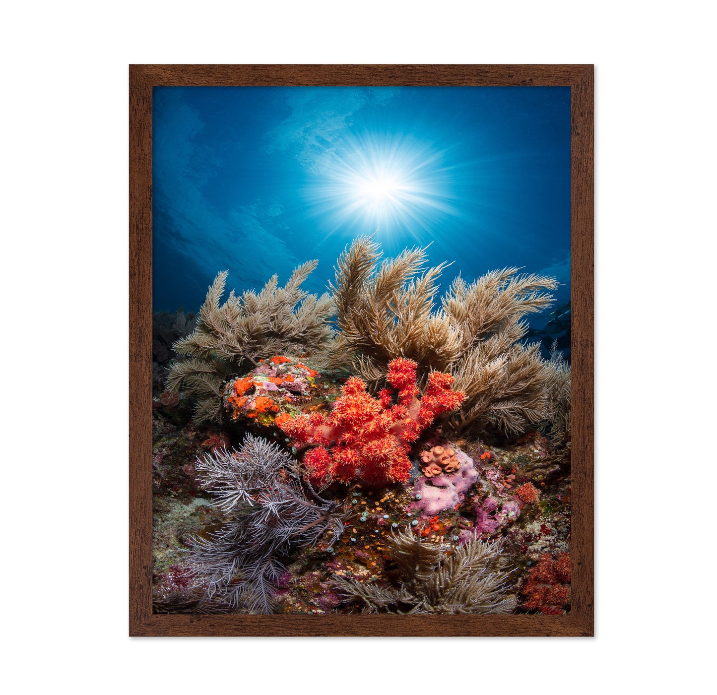 Underwater Garden