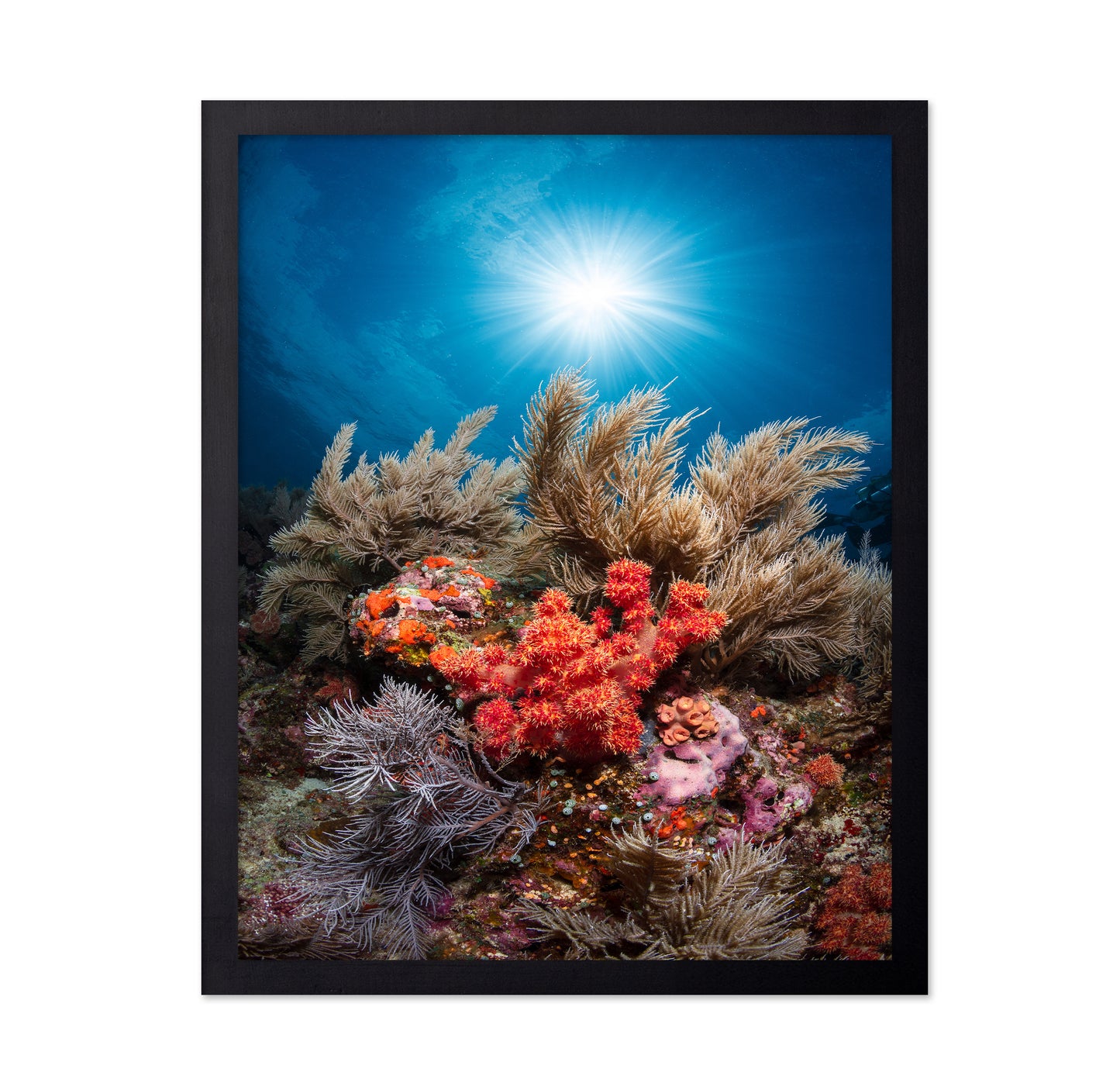 Underwater Garden