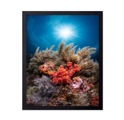 Underwater Garden